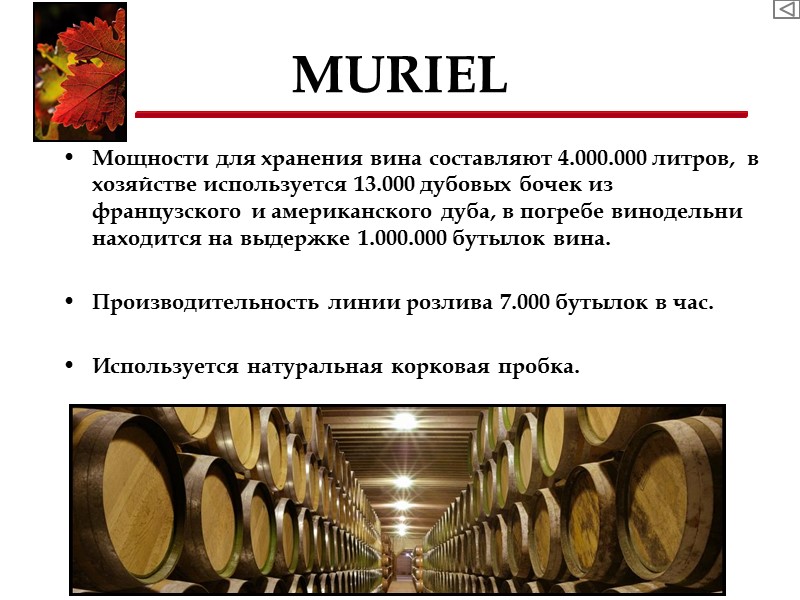 MURIEL Мощности для хранения вина составляют 4.000.000 литров,  в хозяйстве используется 13.000 дубовых